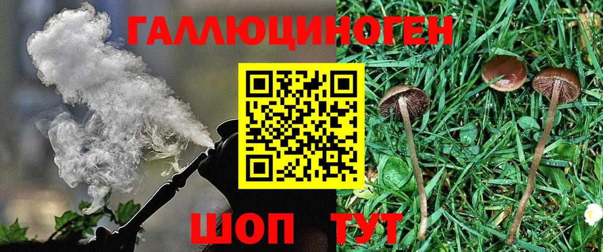 Псилоцибиновые грибы Psilocybe Карачаевск